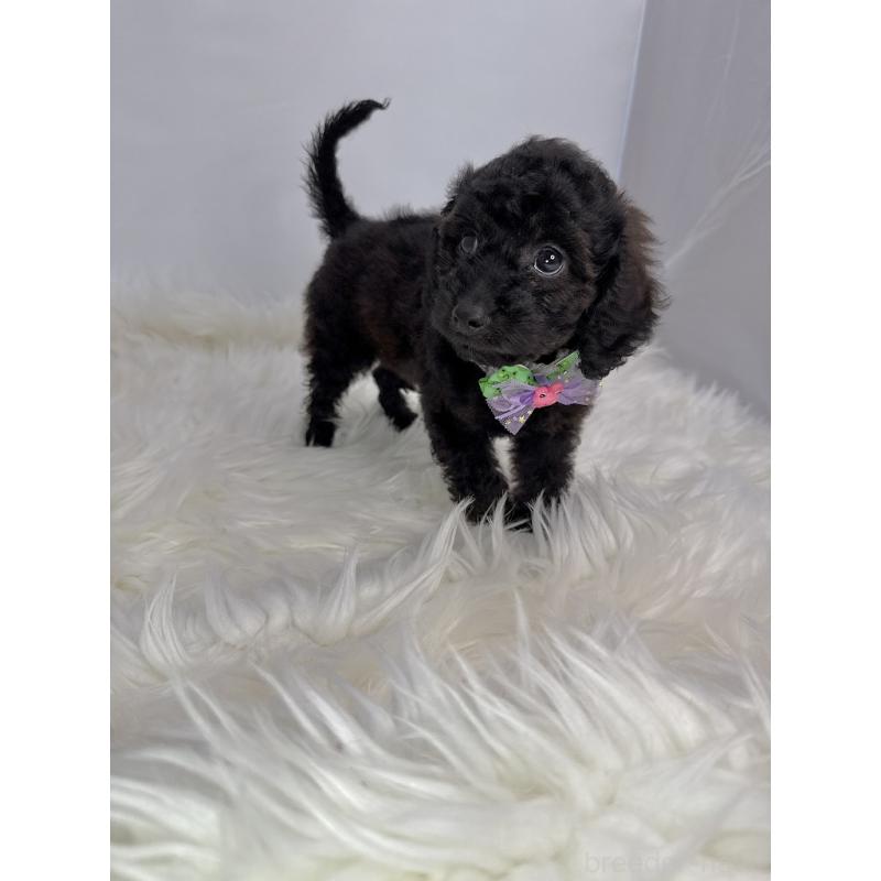 販売中の京都府のミックス犬-410548の2枚目
