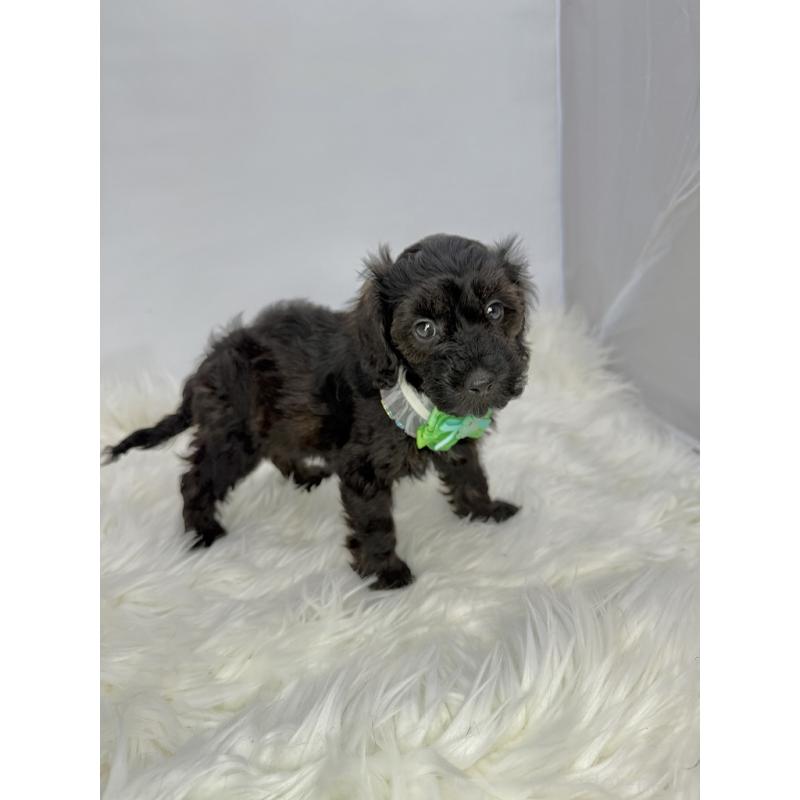 販売中の京都府のミックス犬-410549の3枚目