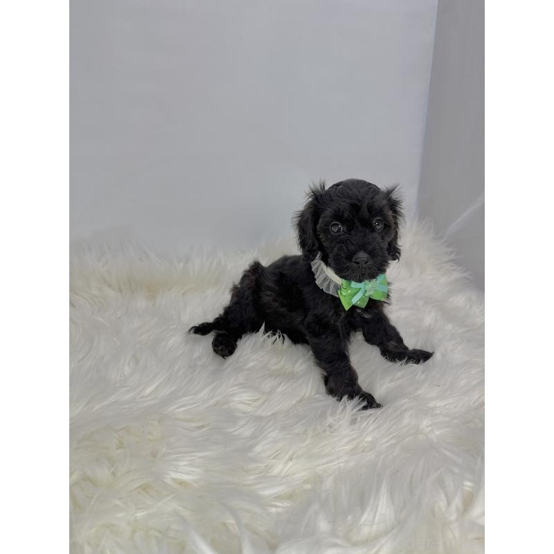 販売中の京都府のミックス犬-410549の2枚目