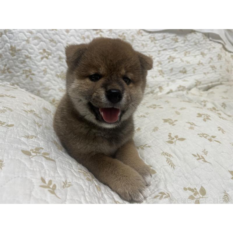 販売中の愛知県の柴犬-412581の4枚目