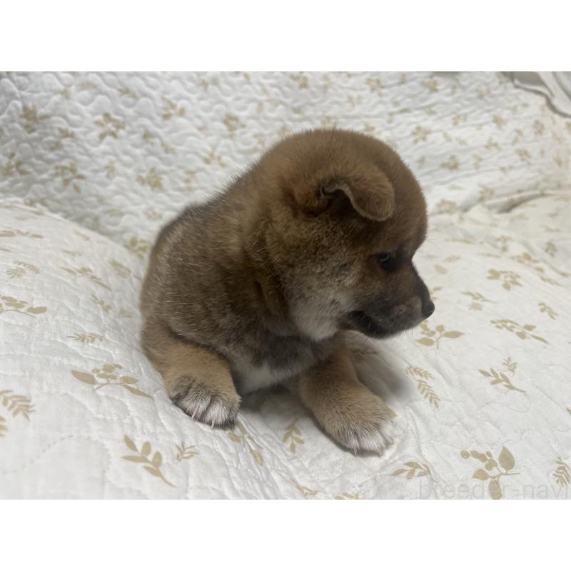 販売中の愛知県の柴犬-412581の3枚目