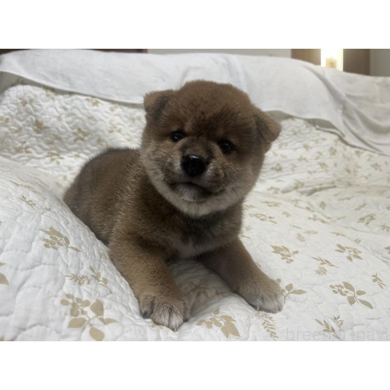 販売中の愛知県の柴犬-412581の2枚目