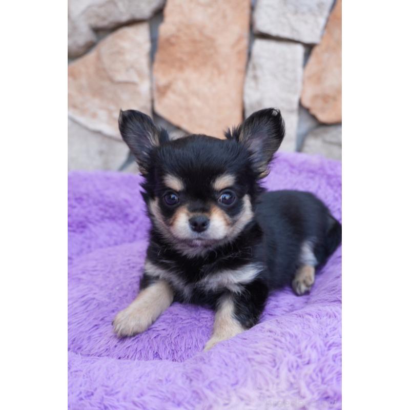 成約済の愛知県のチワワ(ロングコート)-409140の2枚目