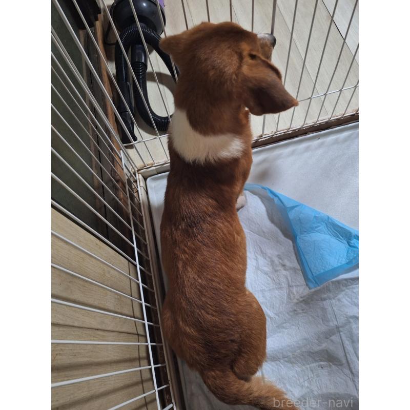 成約済の神奈川県のミックス犬-356749の11枚目
