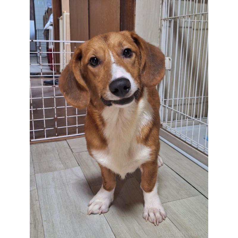 成約済の神奈川県のミックス犬-356749の5枚目