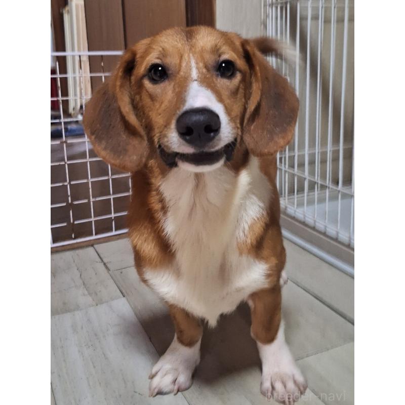 成約済の神奈川県のミックス犬-356749の2枚目