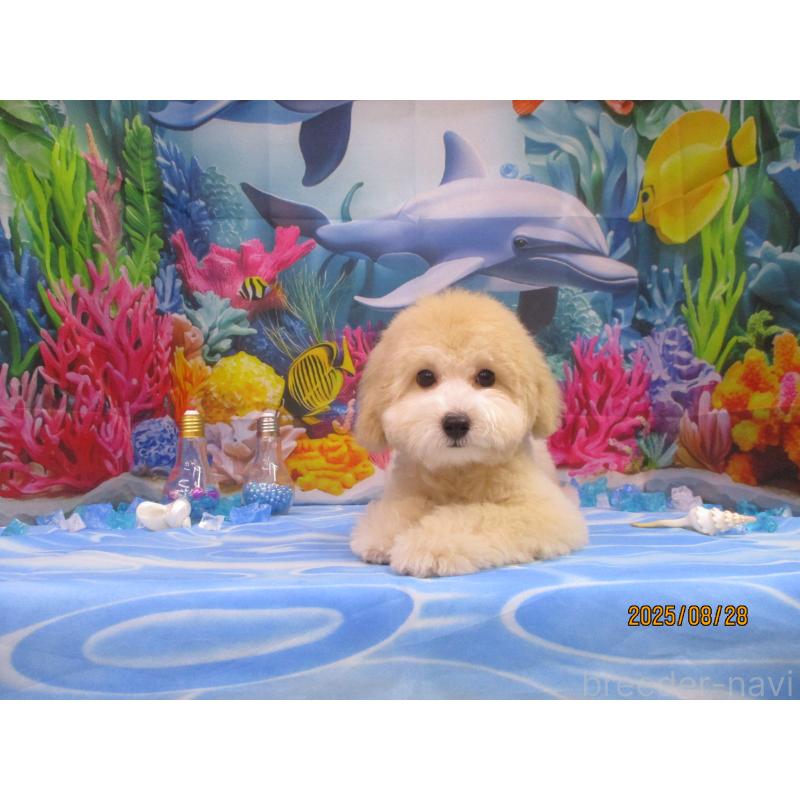 成約済の鳥取県のタイニープードル-396421の2枚目