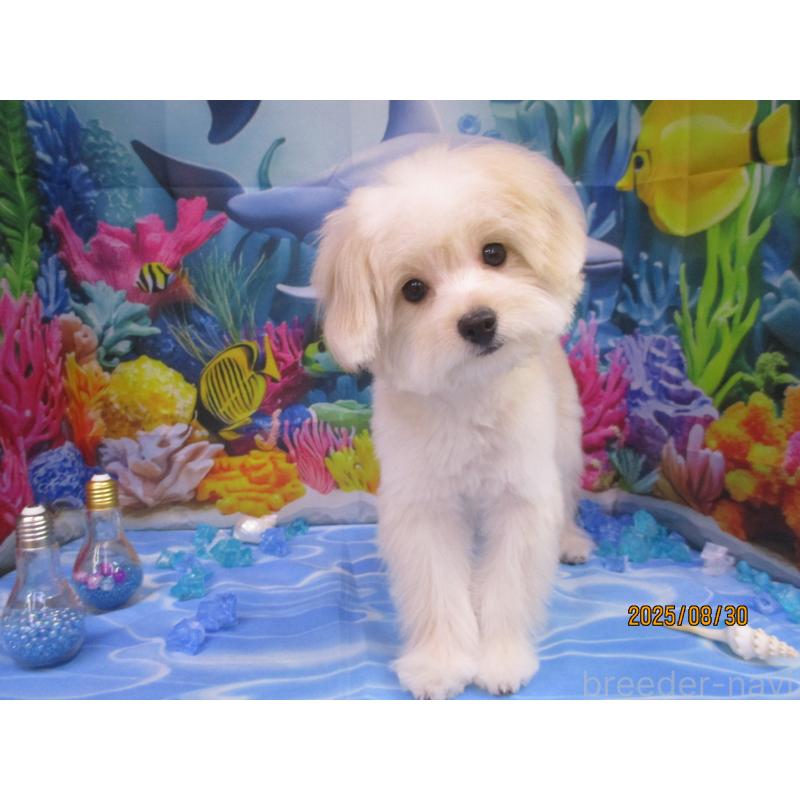 成約済の鳥取県のポメプー:ポメラニアン×トイプードル-388173の4枚目