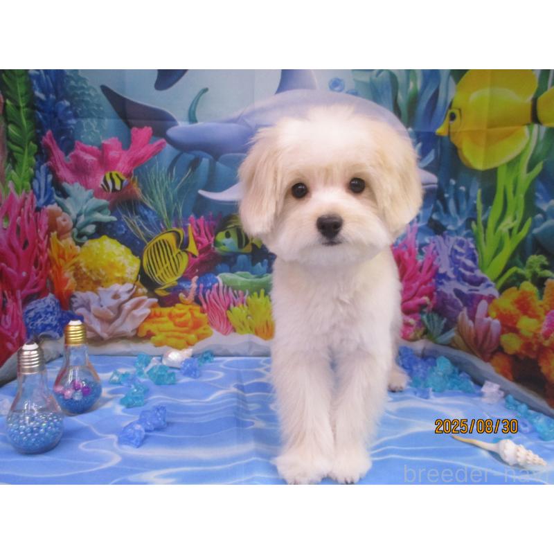 成約済の鳥取県のポメプー:ポメラニアン×トイプードル-388173の3枚目