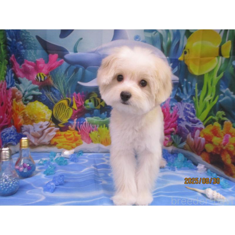 成約済の鳥取県のポメプー:ポメラニアン×トイプードル-388173の2枚目