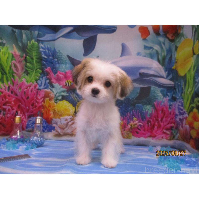 成約済の鳥取県のチワマル:チワワ×マルチーズ-394792の4枚目