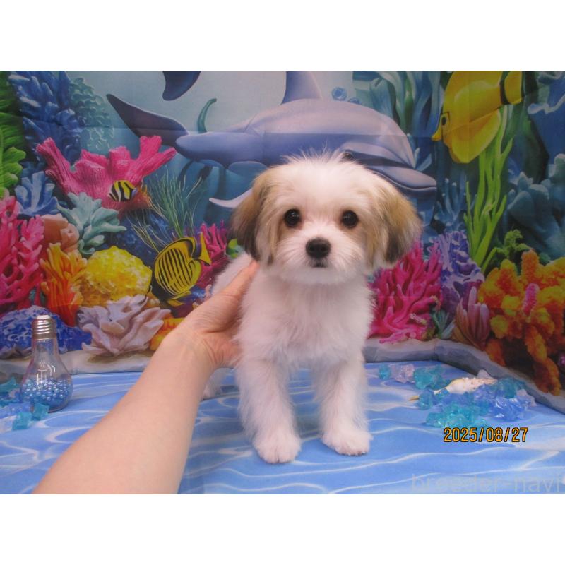 成約済の鳥取県のチワマル:チワワ×マルチーズ-394792の3枚目