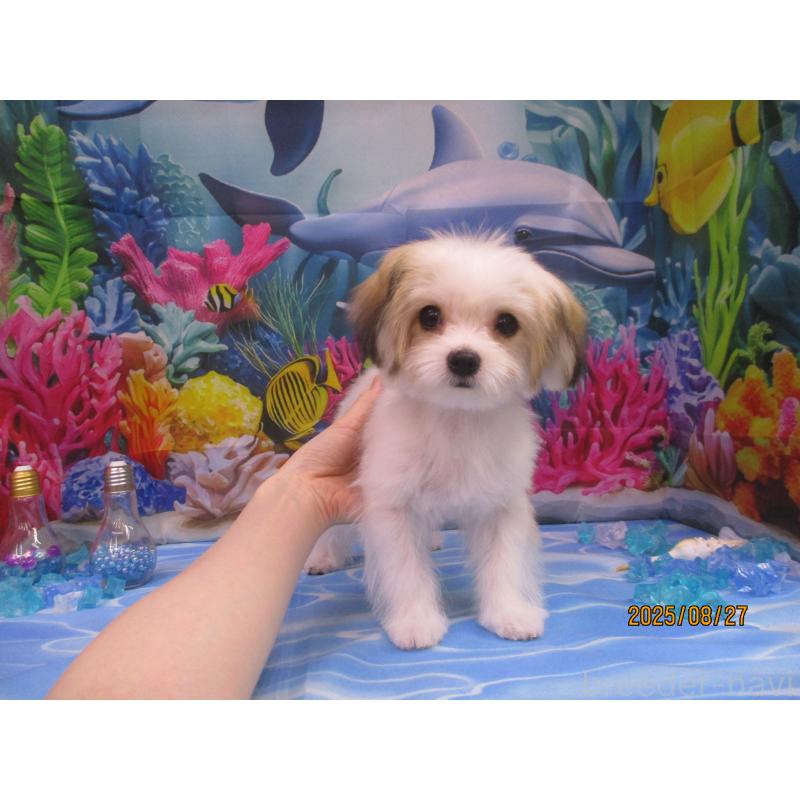 成約済の鳥取県のチワマル:チワワ×マルチーズ-394792の2枚目