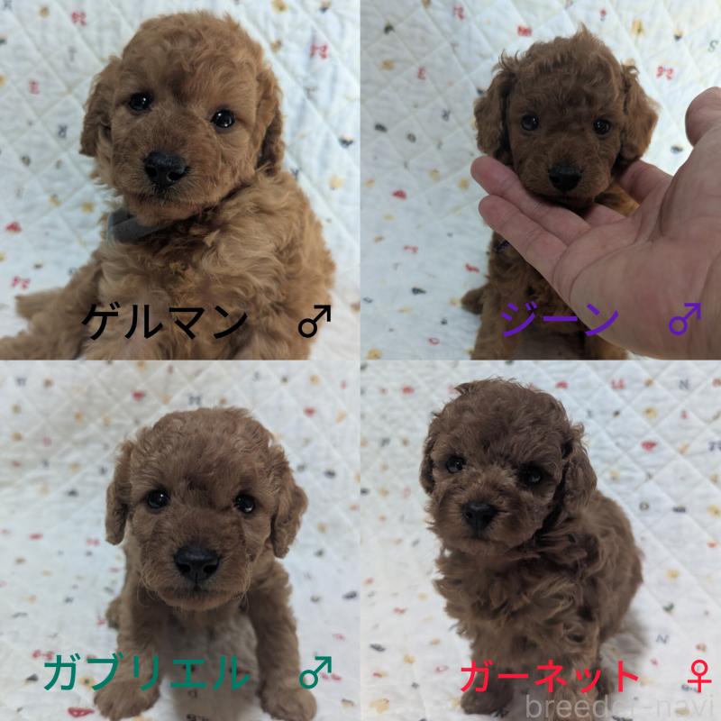 販売中の東京都のトイプードル-410585の2枚目