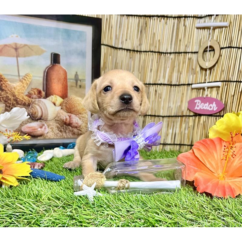 販売中の愛知県のミックス犬-410589の6枚目
