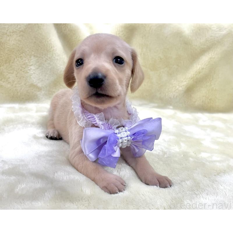 販売中の愛知県のミックス犬-410589の5枚目