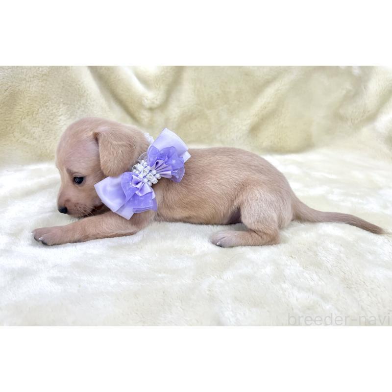 販売中の愛知県のミックス犬-410589の4枚目