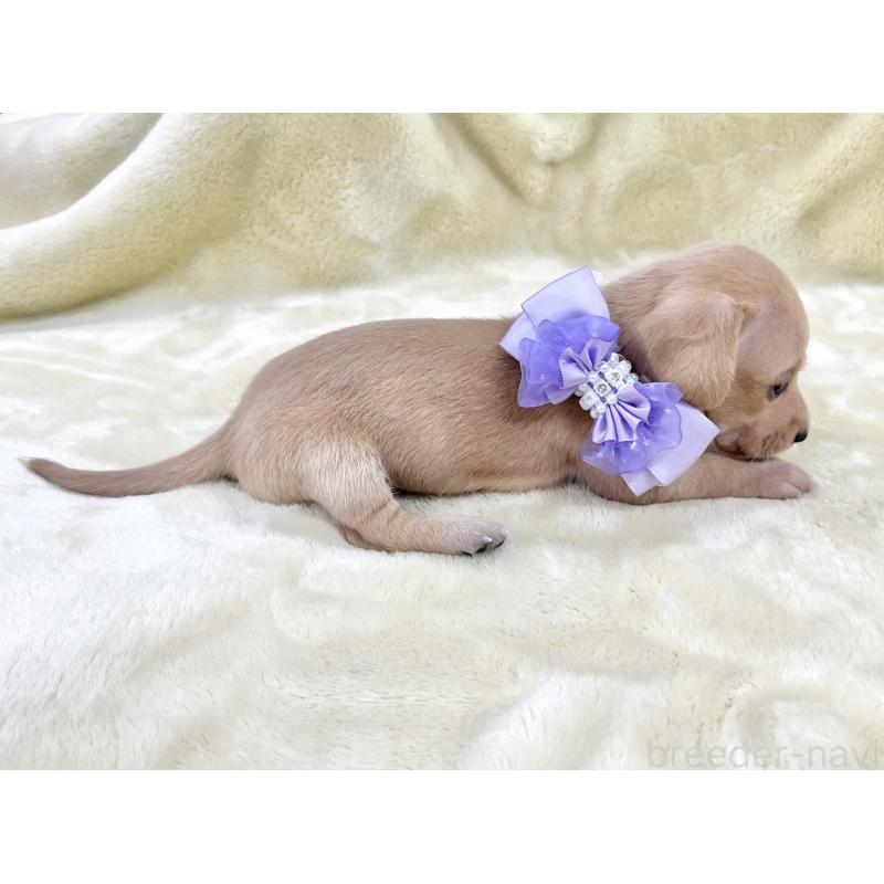 販売中の愛知県のミックス犬-410589の3枚目