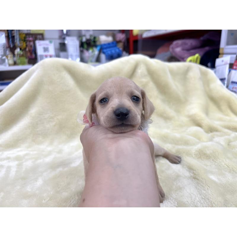 販売中の愛知県のミックス犬-410592の6枚目