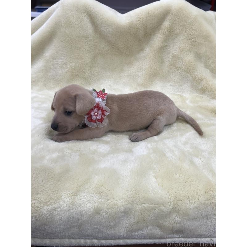 販売中の愛知県のミックス犬-410592の5枚目