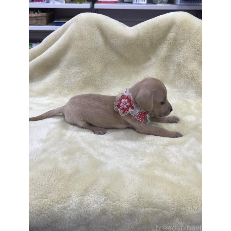 販売中の愛知県のミックス犬-410592の4枚目