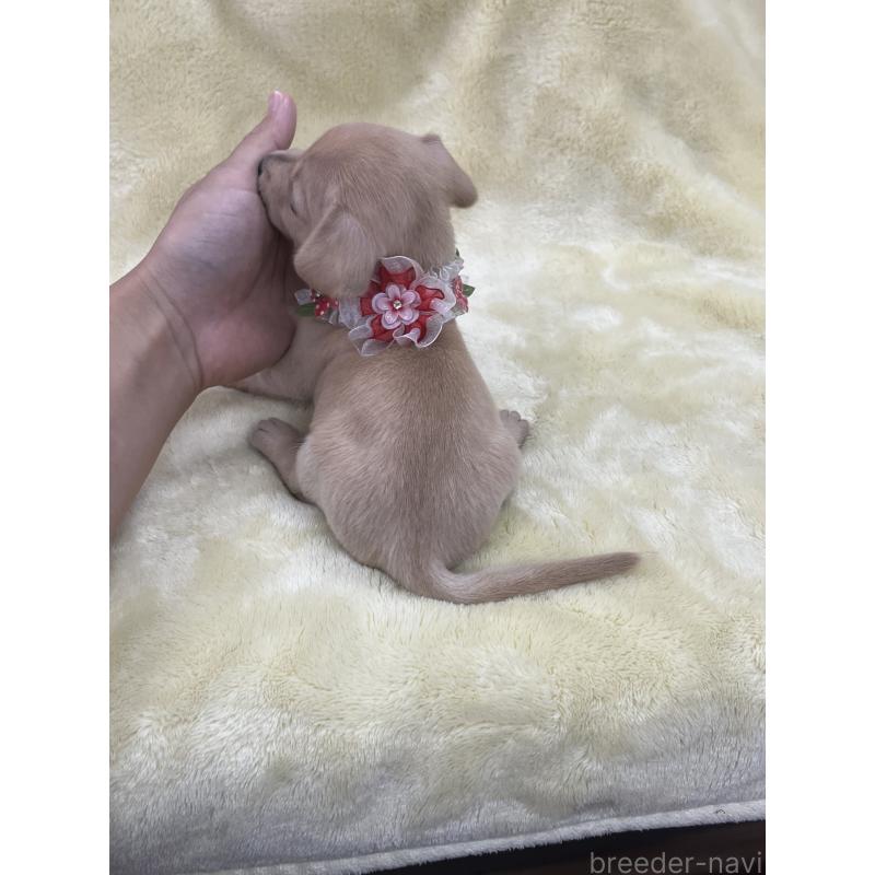 販売中の愛知県のミックス犬-410592の3枚目