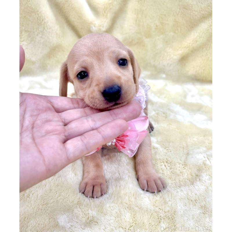販売中の愛知県のミックス犬-410594の6枚目