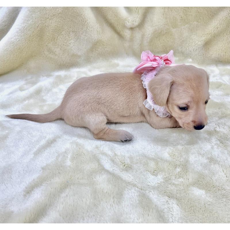 販売中の愛知県のミックス犬-410594の5枚目