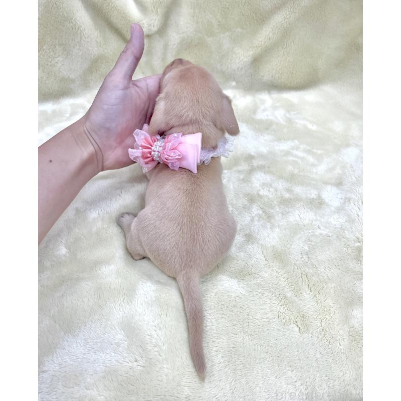 販売中の愛知県のミックス犬-410594の3枚目