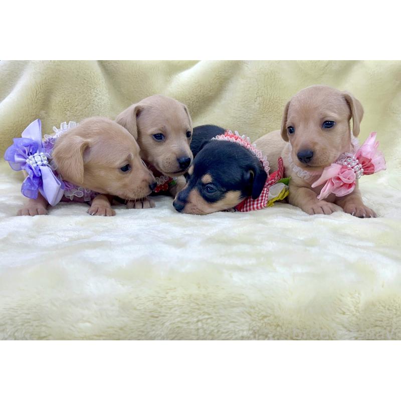 販売中の愛知県のミックス犬-410594の2枚目