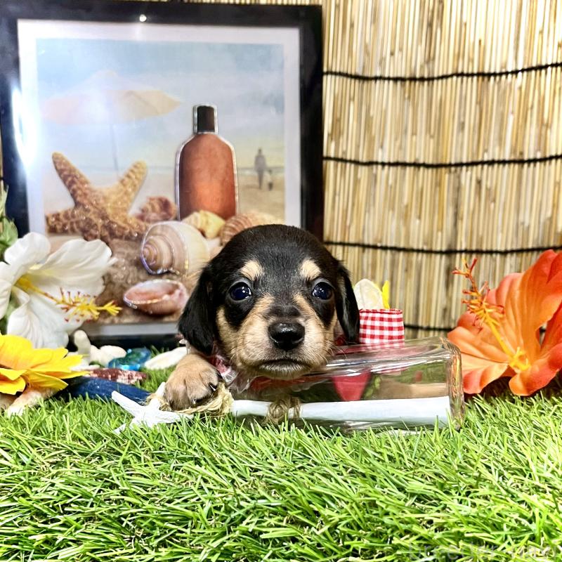 販売中の愛知県のミックス犬-410597の1枚目