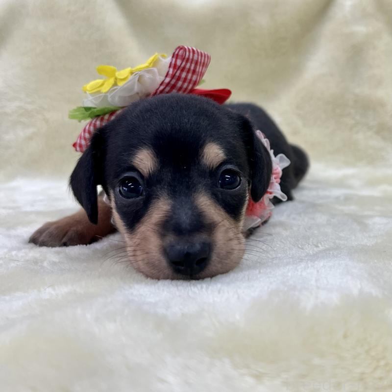 販売中の愛知県のミックス犬-410597の6枚目