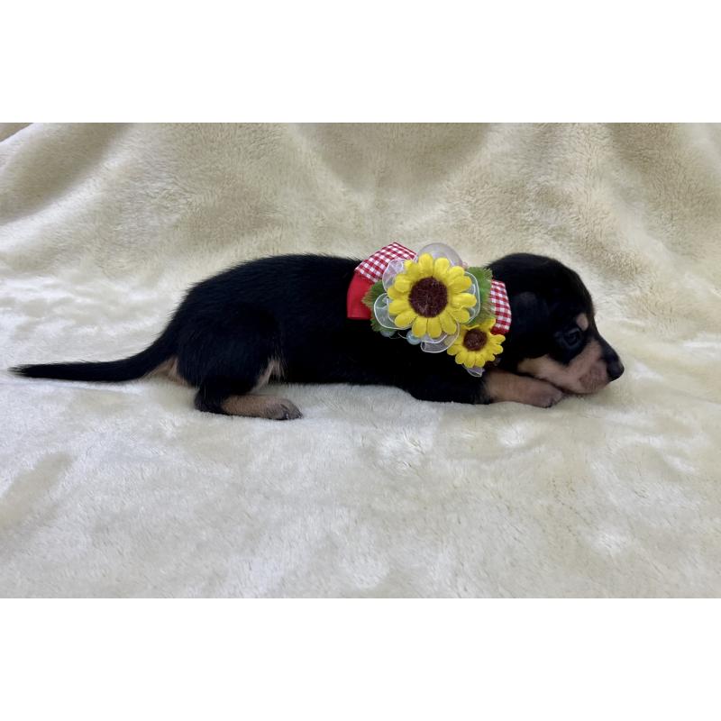 販売中の愛知県のミックス犬-410597の4枚目
