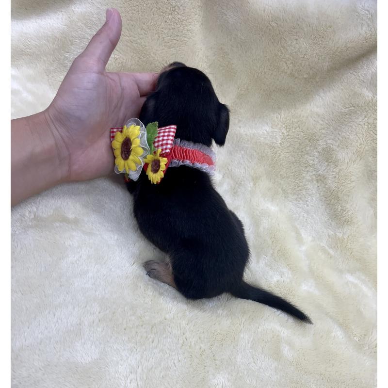 販売中の愛知県のミックス犬-410597の3枚目