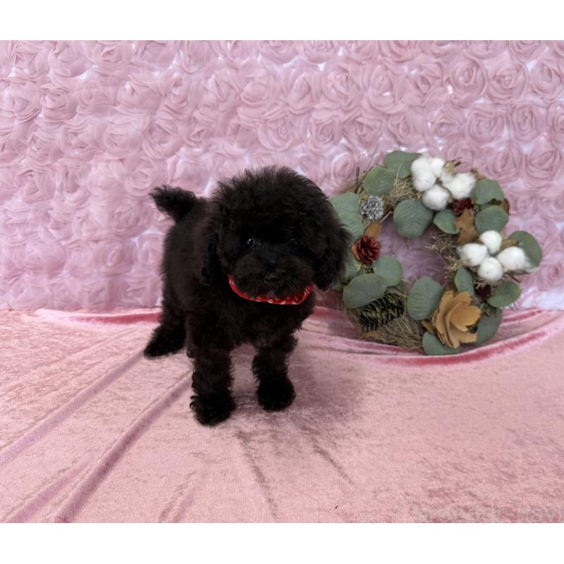 成約済の福岡県のタイニープードル-404365の3枚目