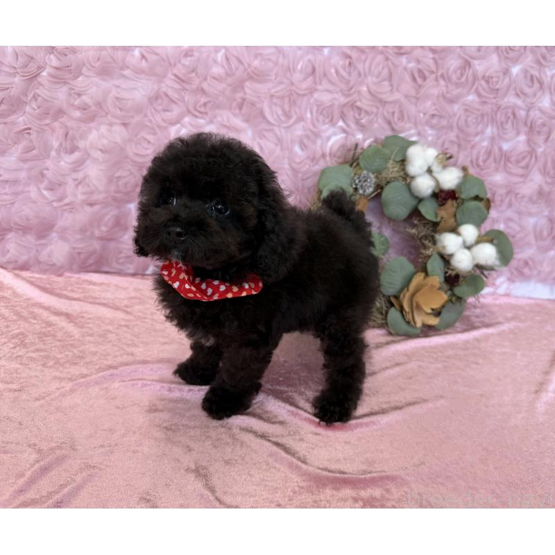 成約済の福岡県のタイニープードル-404365の2枚目