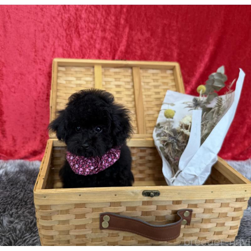 成約済の福岡県のタイニープードル-404385の4枚目