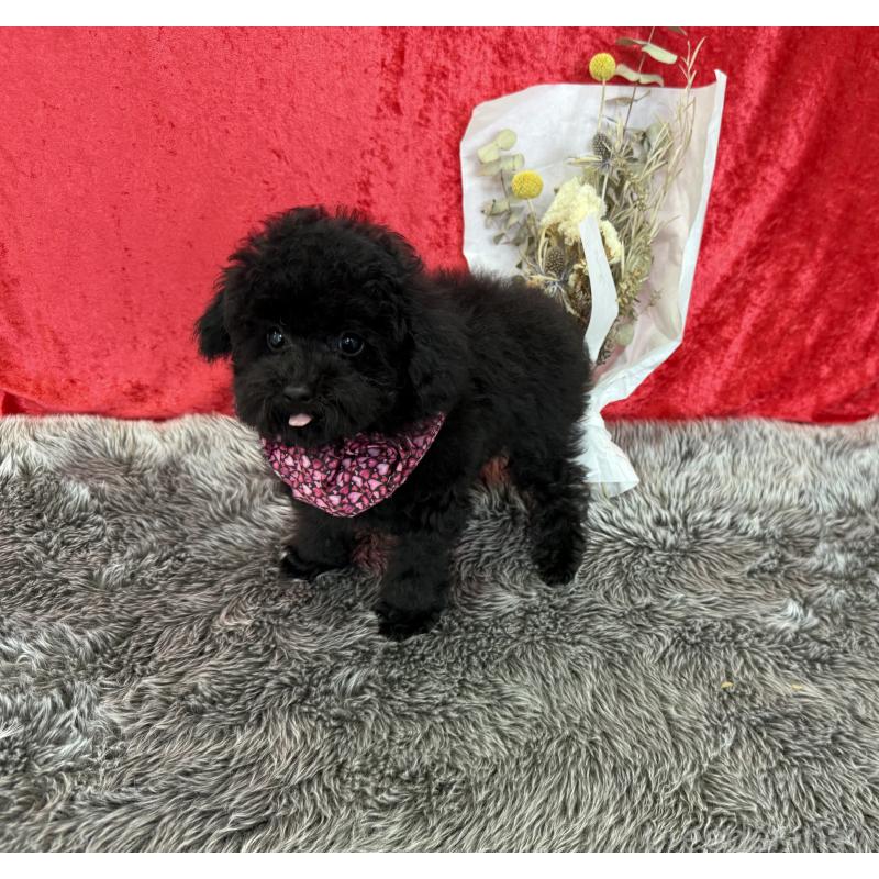 成約済の福岡県のタイニープードル-404385の3枚目