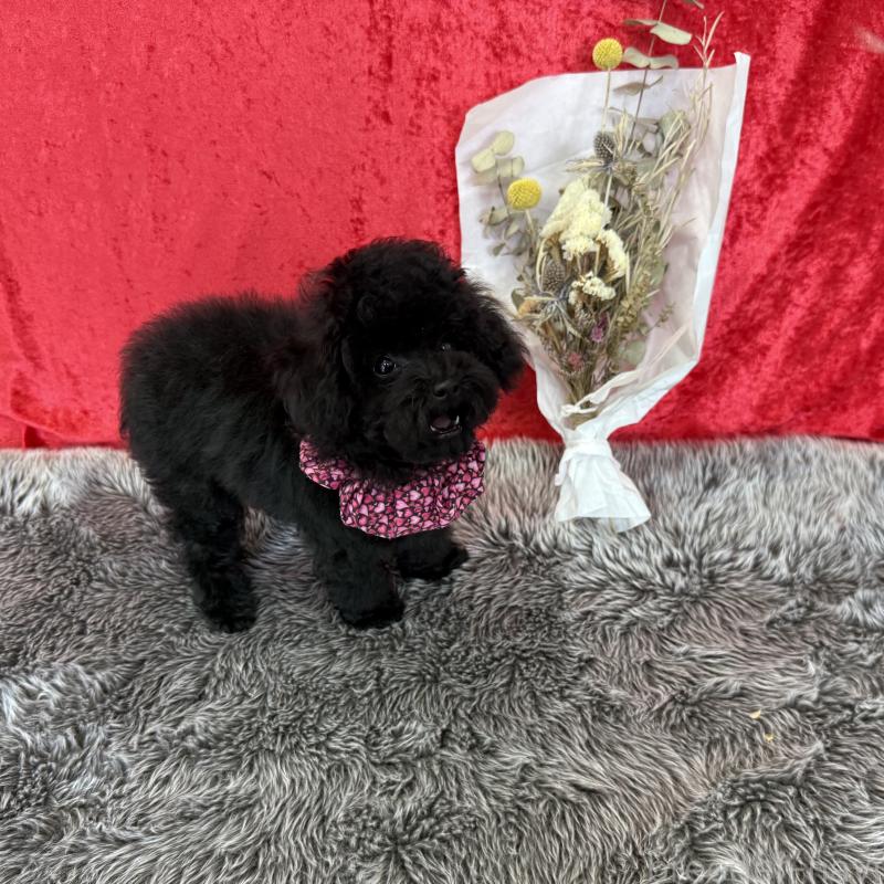 成約済の福岡県のタイニープードル-404385の2枚目