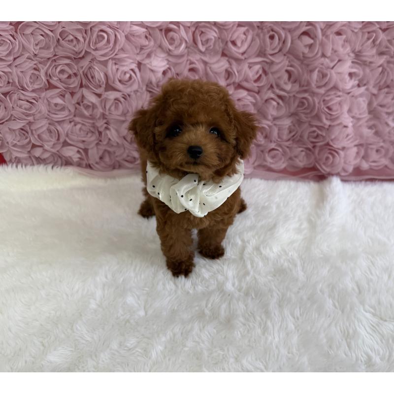 成約済の福岡県のタイニープードル-409005の4枚目