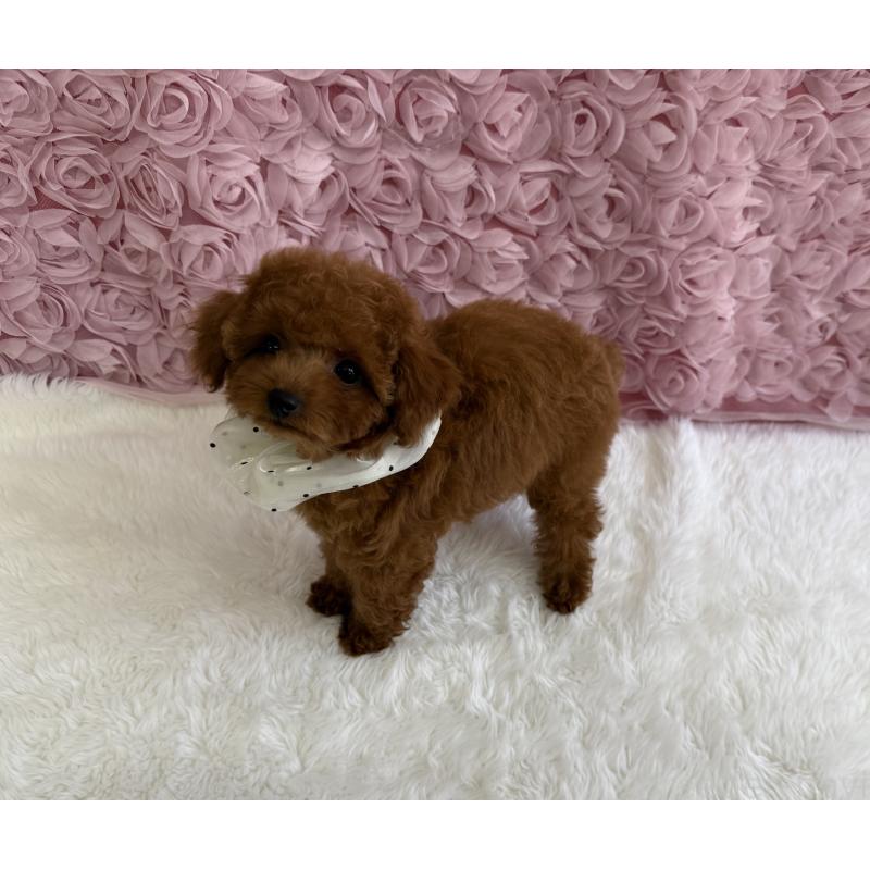 成約済の福岡県のタイニープードル-409005の3枚目