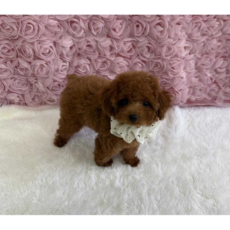 成約済の福岡県のタイニープードル-409005の2枚目