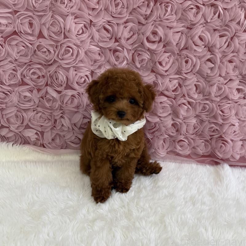 成約済の福岡県のタイニープードル-409005の1枚目