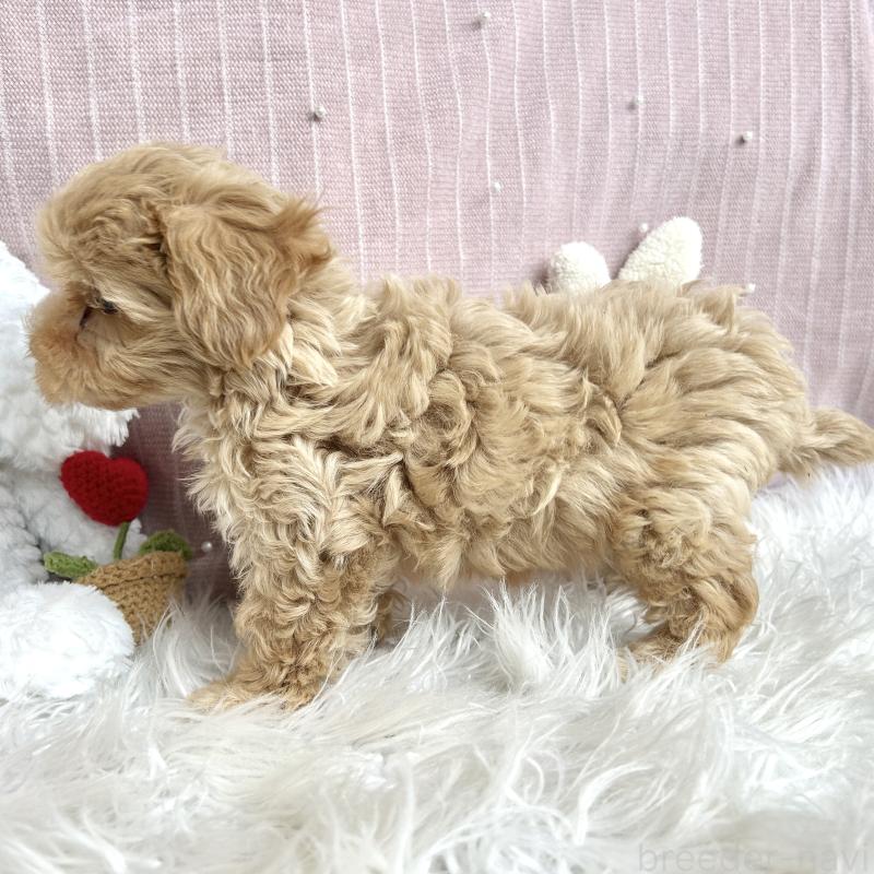 販売中の栃木県のマルプー:マルチーズ×トイプードル-410491の10枚目