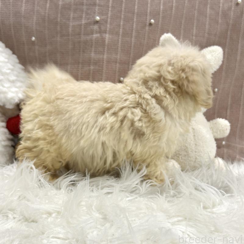 販売中の栃木県のマルプー:マルチーズ×トイプードル-410489の7枚目