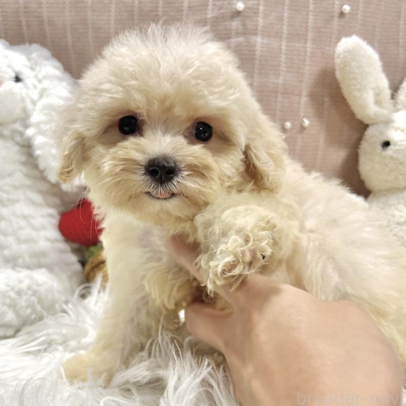 販売中の栃木県のマルプー:マルチーズ×トイプードル-410489の1枚目
