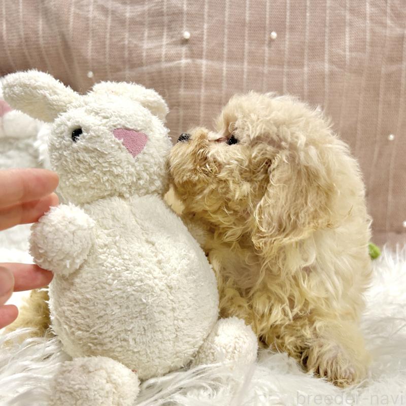 販売中の栃木県のマルプー:マルチーズ×トイプードル-410489の3枚目
