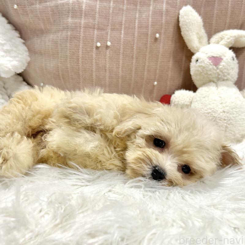 販売中の栃木県のマルプー:マルチーズ×トイプードル-410489の2枚目