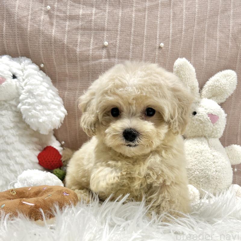 販売中の栃木県のマルプー:マルチーズ×トイプードル-410490の4枚目