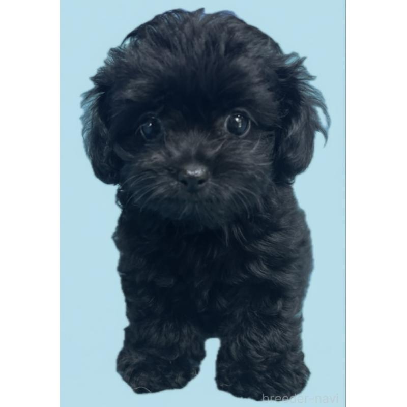 成約済の兵庫県のマルプー:マルチーズ×トイプードル-404515の2枚目